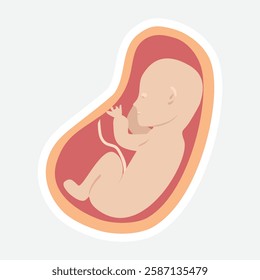 Fetal Development Illustration.  Illustration of a fetus in the womb, highlighting early stages of human development. Ideal for educational and medical content