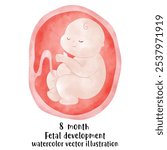 Fetal development process, Stages of pregnancy. human embryo growth cycle, nine months stages, fetus in womb, gynecology, human reproduction