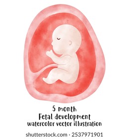 Proceso de desarrollo fetal, Etapas del embarazo. ciclo de crecimiento del embrión humano, etapas de nueve meses, feto en el útero, ginecología, Reproducción humana