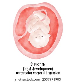 Proceso de desarrollo fetal, Etapas del embarazo. ciclo de crecimiento del embrión humano, etapas de nueve meses, feto en el útero, ginecología, Reproducción humana