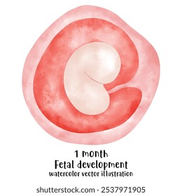 Proceso de desarrollo fetal, Etapas del embarazo. ciclo de crecimiento del embrión humano, etapas de nueve meses, feto en el útero, ginecología, Reproducción humana