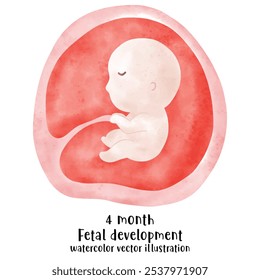 Proceso de desarrollo fetal, Etapas del embarazo. ciclo de crecimiento del embrión humano, etapas de nueve meses, feto en el útero, ginecología, Reproducción humana