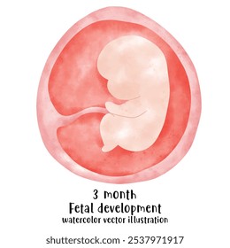 Proceso de desarrollo fetal, Etapas del embarazo. ciclo de crecimiento del embrión humano, etapas de nueve meses, feto en el útero, ginecología, Reproducción humana