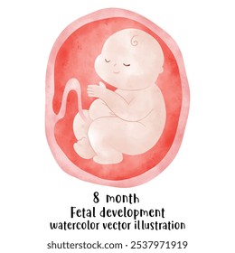 Proceso de desarrollo fetal, Etapas del embarazo. ciclo de crecimiento del embrión humano, etapas de nueve meses, feto en el útero, ginecología, Reproducción humana