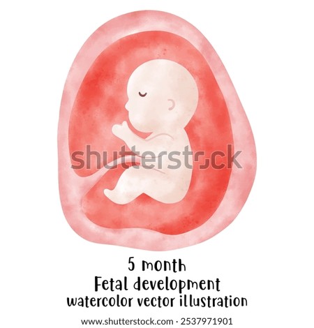 Fetal development process, Stages of pregnancy. human embryo growth cycle, nine months stages, fetus in womb, gynecology, human reproduction
