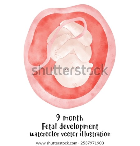 Fetal development process, Stages of pregnancy. human embryo growth cycle, nine months stages, fetus in womb, gynecology, human reproduction