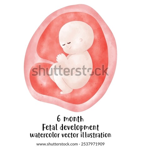 Fetal development process, Stages of pregnancy. human embryo growth cycle, nine months stages, fetus in womb, gynecology, human reproduction