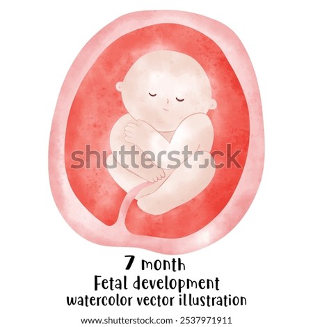 Fetal development process, Stages of pregnancy. human embryo growth cycle, nine months stages, fetus in womb, gynecology, human reproduction