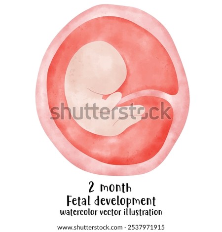 Fetal development process, Stages of pregnancy. human embryo growth cycle, nine months stages, fetus in womb, gynecology, human reproduction
