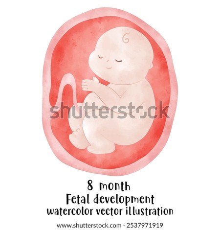 Fetal development process, Stages of pregnancy. human embryo growth cycle, nine months stages, fetus in womb, gynecology, human reproduction