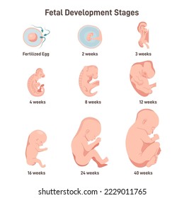 Fetal development stages set. From fertilized egg to 40 weeks fetus. Human embryo growing process. Physiology and reproduction concept. Flat vector illustration