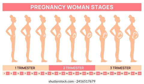 Fetal development stages in womb. Pregnancy woman silhouette. Gradual abdomen growth. Female body changing. Baby in mothers belly. Side view. Educational poster. Garish