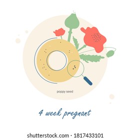 Fetal development week by week. Baby size. 4 week of pregnancy. Baby development. What your baby looks like. Building a baby. Pregnant woman with flowers. Poppy seed. Flat vector illustration