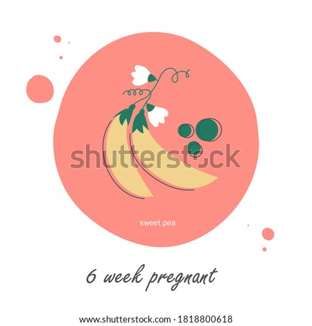 Fetal development week by week. Baby size. 6 week of pregnancy. Baby development. What your baby looks like. Building a baby. Sweet pea flowers. Flat vector illustration