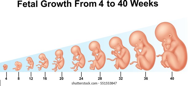 Fetal growth from 4 to 40 weeks