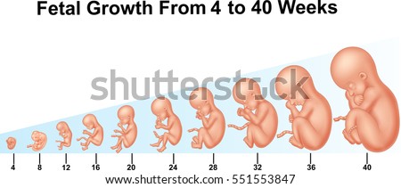fetal growth 4 40