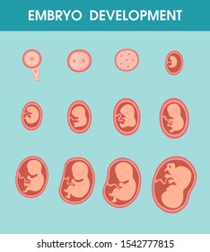 14,971 Baby womb Images, Stock Photos & Vectors | Shutterstock