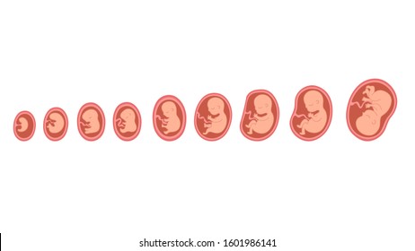 Fetal growth. Development of the fetus in the mother's womb until the birth of a newborn baby.