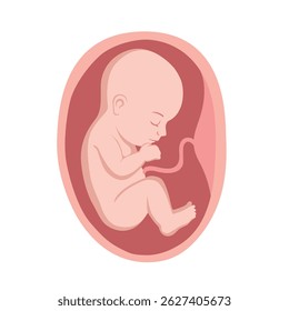Crescimento fetal. Desenvolvimento do feto no útero materno até o nascimento do recém-nascido. Ícone simples de vetor