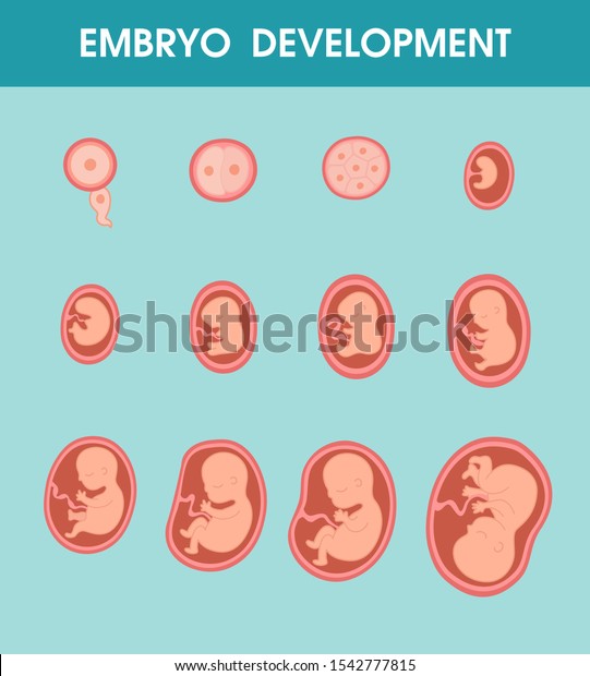 Fetal Growth Development Fetus Mothers Womb Stock Vector (Royalty Free ...