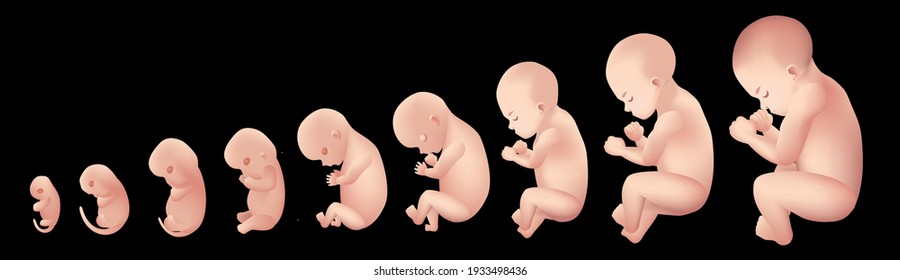 Fetal Growth isolated on dark background.Graphic vector