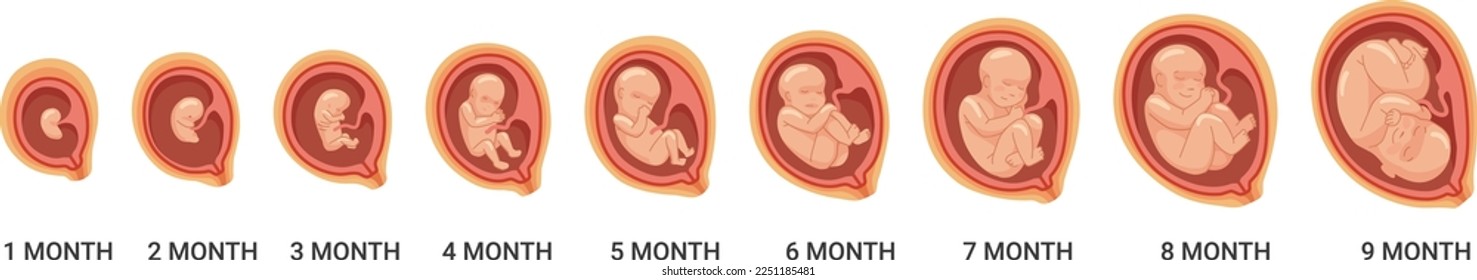 Fetal stages. Human embryo growth process. Pregnancy cartoon icon isolated on white background