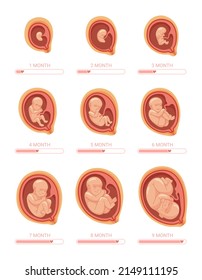 Fetal stages. Stage growth embryo, process fetus development 1 9 months pregnancy week baby, healthy uterus pregnant, anatomy human child, vector illustration. Embryo and uterus, pregnant development