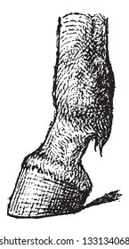 Fetlock of a Horse, vintage engraved illustration. Dictionary of Words and Things - Larive and Fleury - 1895
