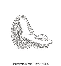 Fetus Aguacate. Ilustraciones botánicas en estilo grabado. Colección de flores y plantas dibujadas a mano.  Plantas tropicales de frutas verdes.