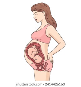 El bebé de feto dentro del vientre de la mujer embarazada diagrama estructura dibujada a mano ilustración esquemática del vector. Ilustración de la ciencia médica