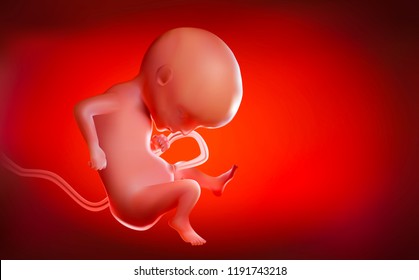 Fetus & Baby in mother's womb As illustrated with red tones