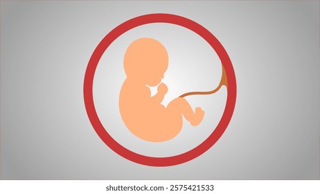 fetus baby in womb vector illustrtation