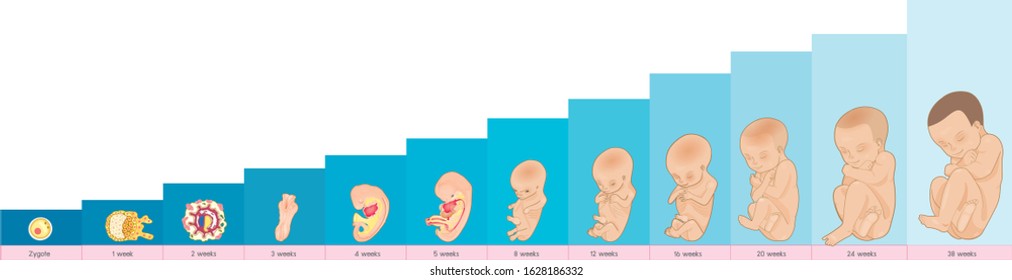 Fetus Development. Embryo Development / Baby Vector