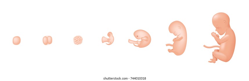 6,929 Baby development stages Images, Stock Photos & Vectors | Shutterstock