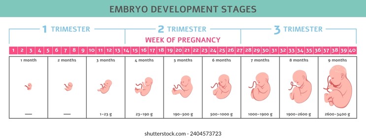 Fetus development. Fetal formation stages, human embryo growth, nine months, normal pregnancy process, timeline, human reproduction. Medical illustration. Tidy vector infographics poster