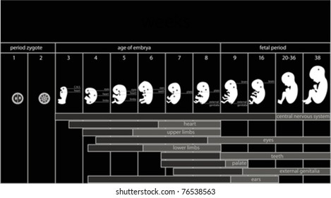 Fetus development and pregnancy stages