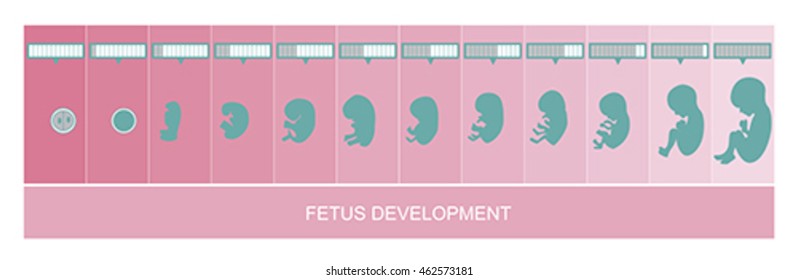 Fetus Development Pregnancy Stages Vector Stock Vector (Royalty Free ...