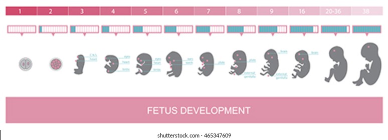 Fetus Development And Pregnancy Stages, Vector