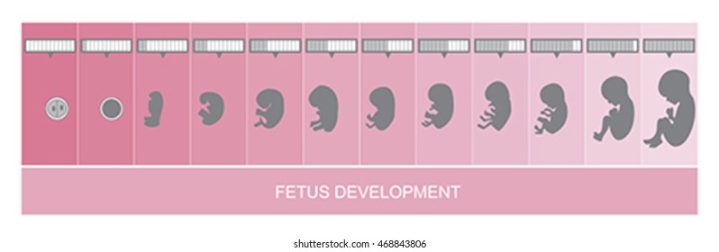 Fetus development and pregnancy stages, vector
