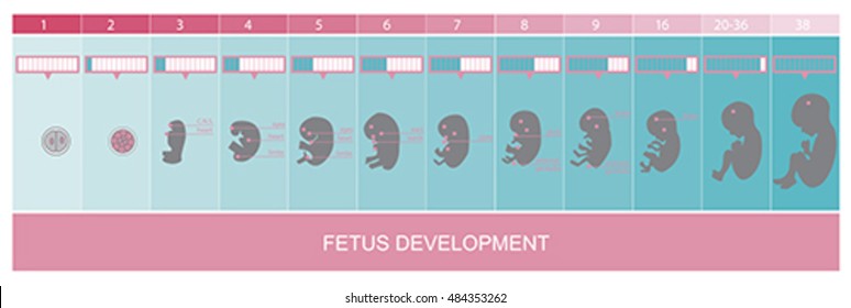 Fetus development and pregnancy stages, vector