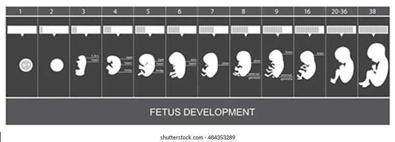 Fetus development and pregnancy stages, vector