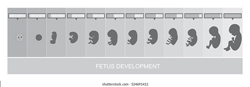 Fetus development and pregnancy stages, vector