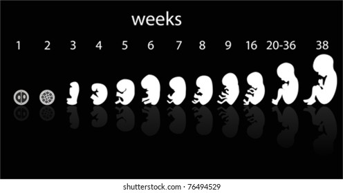 Fetus Development And Pregnancy Stages, Vector