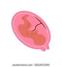 Fetus, Human Body Part Illustration