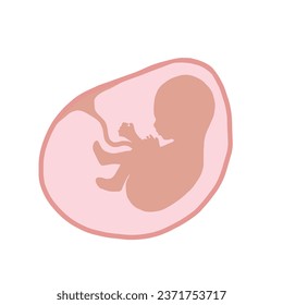 Fetus illustration in vector. Human fetus icon of unborn baby with an umbilical cord. Fetus in amniotic sac