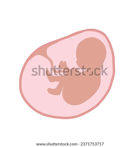 Fetus illustration in vector. Human fetus icon of unborn baby with an umbilical cord. Fetus in amniotic sac