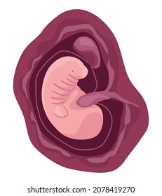fetus with one month of gestation