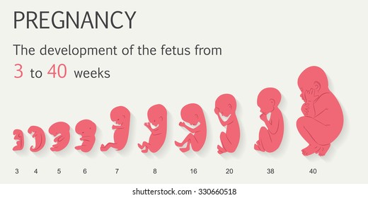 Fetus stages from 3 to 40 weeks