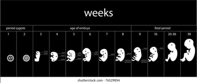 Fetus stages development