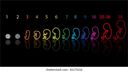 Fetus stages development